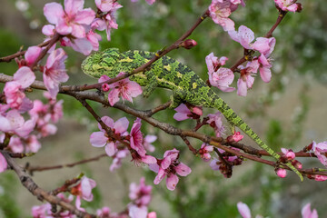 One Colorful chameleon on a branch of a tree © mehmetkrc