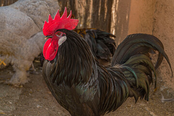 animales de granja escuela