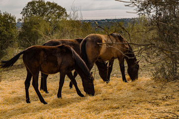 animales de granja escuela