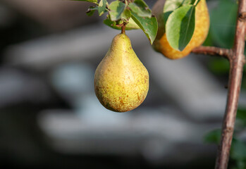 closeup pear with blurred background
