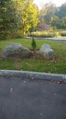 Stones near a small Christmas tree in the park