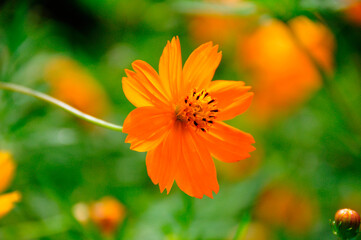 キバナコスモス