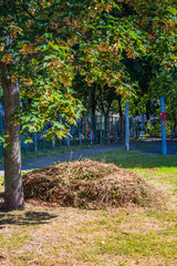 Naklejka premium A pile of drying and dying grass in the garden. A pile of harvested yellow grass under a maple tree in early autumn