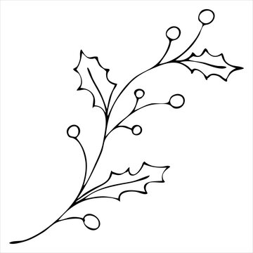 holly sprig with berries, doodle style vector element, coloring book, christmas symbol
