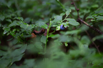 wilde Blaubeeren Heidelbeeren am Strauch im Wald