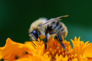 Bee on a yellow flower close-up