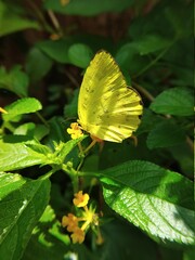Common grass Yellow Butterfly on a flower
