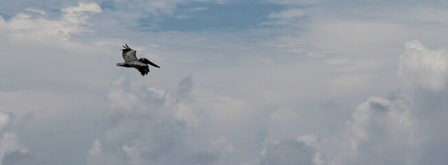 flying pelican through the woods
