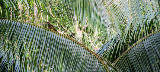 bird sitting on a palm tree leave