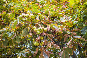 Opened and closed horse chestnuts hanging from tree branch.Horse chestnut leaves begin to dry and curl at edges in early autumn. The color of leaf changes smoothly from green to yellow.