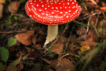 Amanita poisonous mushroom, with a bright red cap, against the background of lazy vegetation, close-up. 