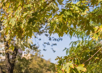 Bright green leaves on twigs with some autumn leaves already turning yellow (as the early autumn concept), selective focus them