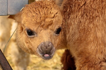 Close up on an alpaca in its fuzzy glory.
