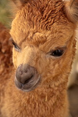 Close up on an alpaca in its fuzzy glory.
