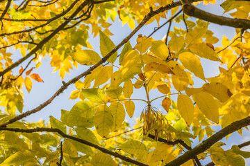 Autumn leaves over blue sky background. Golden autumn. Golden leaves against the blue sky, autumn sunny background