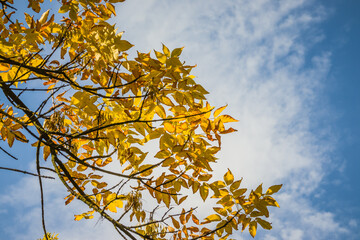 Autumn leaves over blue sky background. Golden autumn. Golden leaves against the blue sky, autumn sunny background