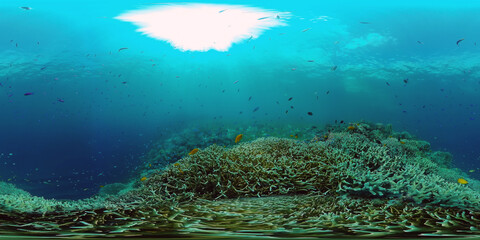 Fototapeta na wymiar Underwater Scene Coral Reef 360VR. Tropical underwater sea fishes. Virtual tour 360. Panglao, Philippines.