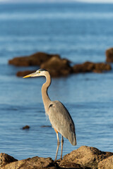 Blue heron bird known as Ardea herodias captured while fishing on the coastal shore in the Gulf of California in Mexico