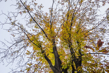 Tree of horse chestnut leaves begin to dry and curl at edges due to heat and drought. The color of leaf changes smoothly from green to yellow and then to brown. Early autumn. Selective focus.