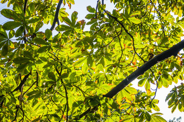 Horse chestnut leaves begin to dry and curl at edges due to heat and drought. The color of leaf changes smoothly from green to yellow and then to brown. Early autumn. Selective focus.