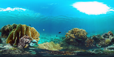 Naklejka na ściany i meble Tropical fishes and coral reef underwater. 360VR foto. Hard and soft corals, underwater landscape. Travel vacation concept