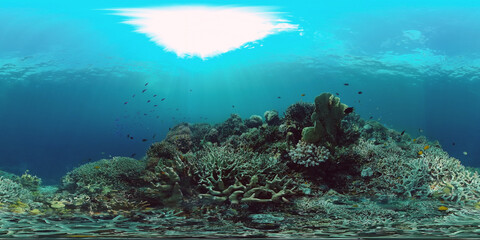 Fototapeta na wymiar Coral reef underwater with fishes and marine life. Coral reef and tropical fish. Panglao, Philippines. 360VR foto.