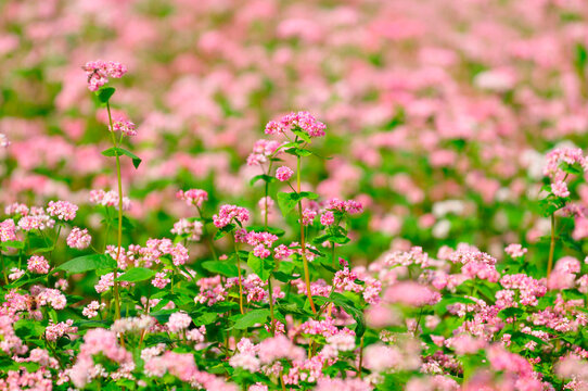 Akb 이미지 – 찾아보기 6,075 스톡 사진, 벡터 및 비디오 | Adobe Stock