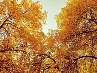 autumn trees in the park