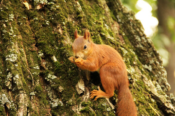 A squirrel sits in an autumn park and eats a nut. Sciurus. Rodent. Beautiful red squirrel on a tree