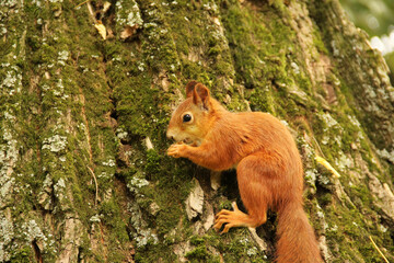 A squirrel sits in an autumn park and eats a nut. Sciurus. Rodent. Beautiful red squirrel on a tree