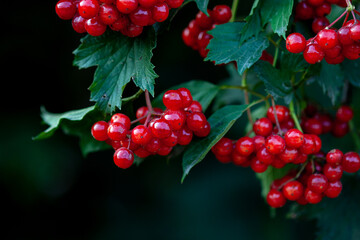 Red berries of European cranberrybush or Guelder Rose (Viburnum opulus)