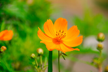 キバナコスモス