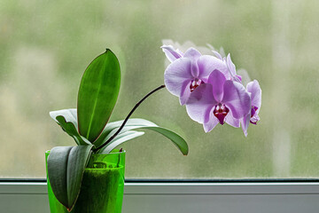 purple orchid plant with flowers by the window