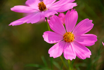 Obraz premium コスモス