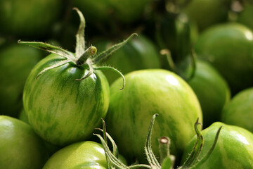 The harvest of tomatoes. High quality photo. Green tomato