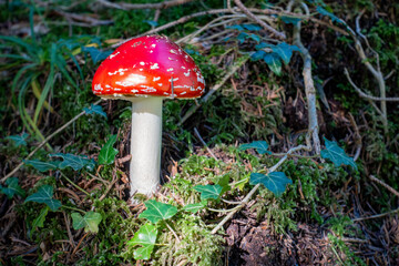 Amanita muscaria . Fliegenpilz . Fly agaric or fly amanita