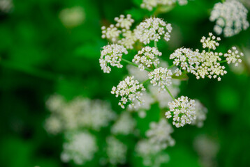 シラネセンキュウ