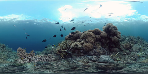 Tropical fishes and coral reef underwater. 360VR foto. Hard and soft corals, underwater landscape. Travel vacation concept