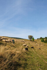 Fototapeta premium Editorial illustrative. Polonyna Bilyn, Svydovets ridge, Carpathians, Ukraine. September 20.2020. A flock of sheep in the mountains under the supervision of shepherds. Vertical image.
