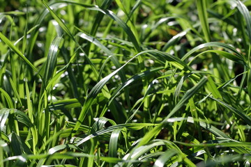 green lush grass under the rays of the autumn sun