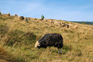 Black sheep with shiny wool grazes in the mountains. Polonyna Bilyn, Svydovets ridge, Carpathians, Ukraine. 