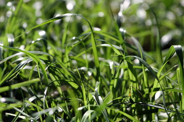 green lush grass under the rays of the autumn sun