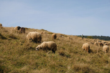 Sheep and shepherd in the mountains on a sunny autumn day. Sheep breeding concept. Polonyna Bilyn, Svydovets ridge, Carpathians, Ukraine. 