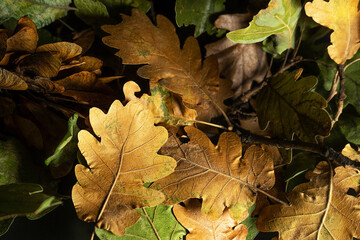 Autumn creative composition with beautiful autumn leaves.