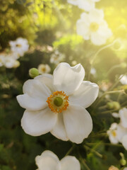 white flowes in a sunny garden