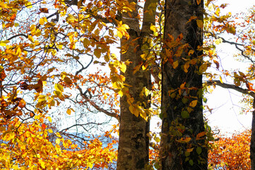 Fototapeta premium 黄葉