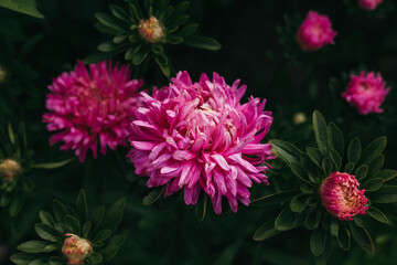 pink and yellow dahlia