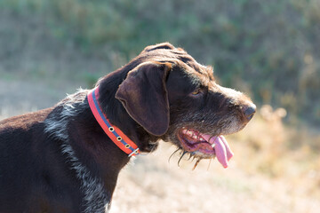 German hunting watchdog drathaar, Beautiful dog portrait on the hunt.