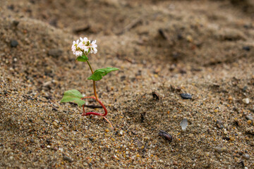 flower in the sand