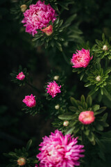 pink flowers in the garden